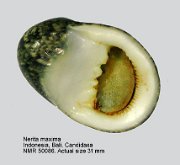 Nerita maxima (4)
